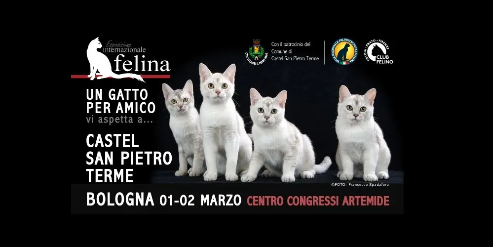 Un gatto per amico 