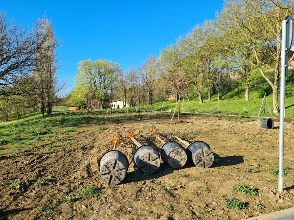 Parco Lungo Sillaro: in corso la piantumazione di 21 nuovi alberi