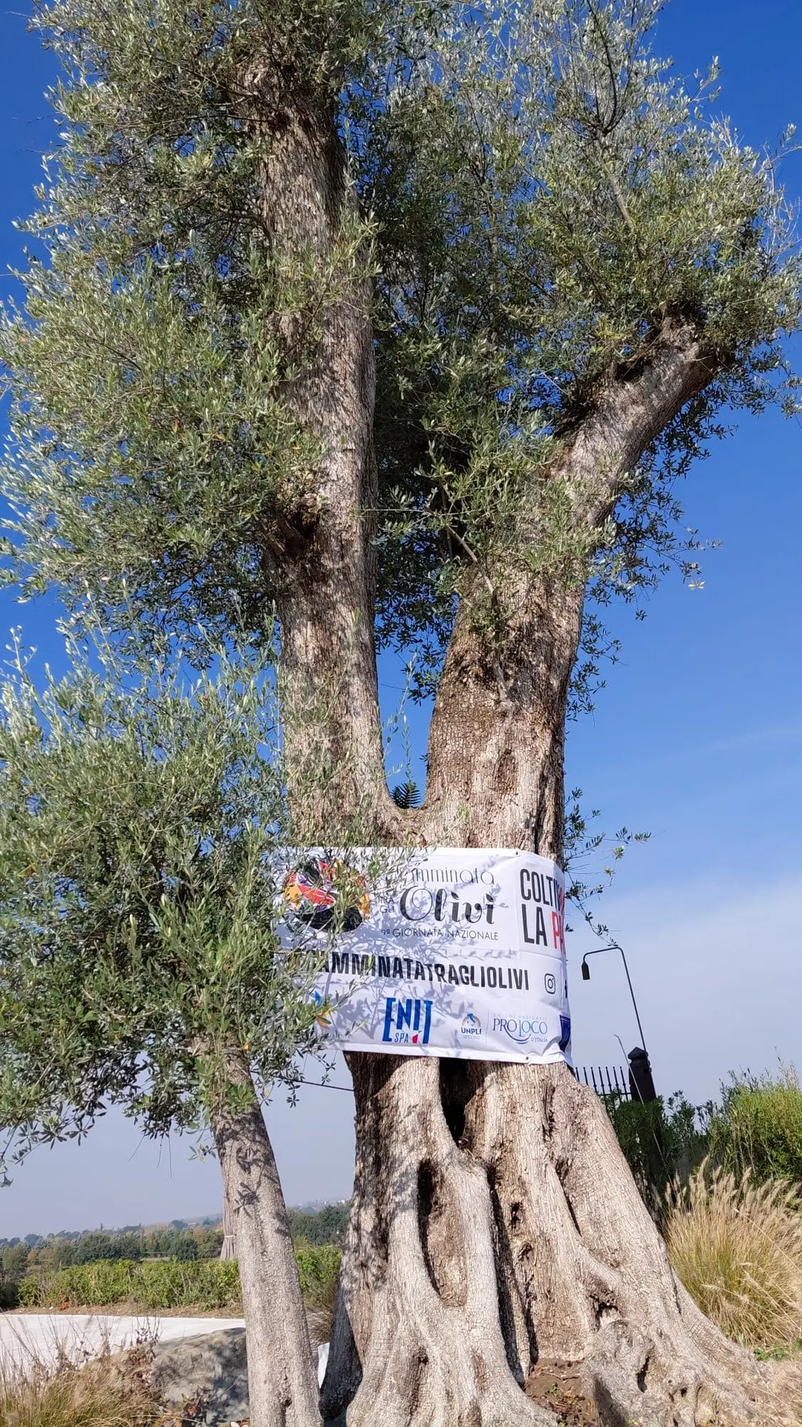 “Camminata tra gli Olivi”